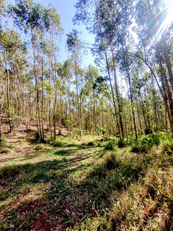 Sítio à venda na estrada dos Pinheiros,  Boa Vista  Igaratá - 