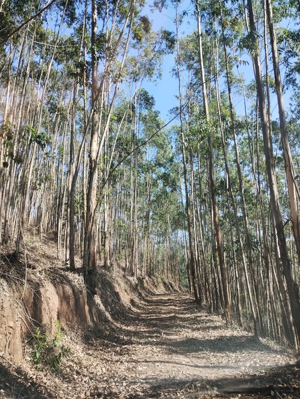Sítio à venda na estrada dos Pinheiros,  Boa Vista  Igaratá - 