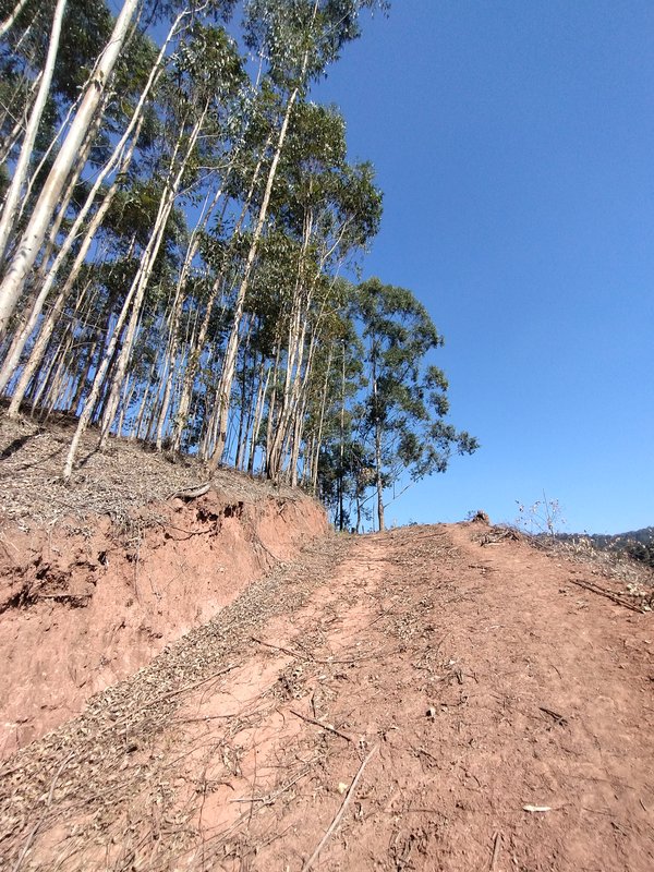 Sítio à venda na estrada dos Pinheiros,  Boa Vista  Igaratá - 