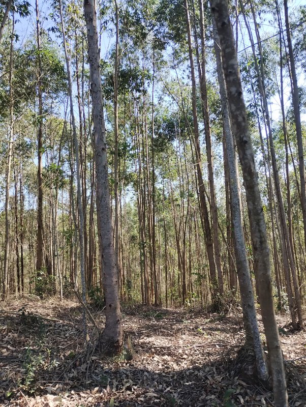 Sítio à venda na estrada dos Pinheiros,  Boa Vista  Igaratá - 