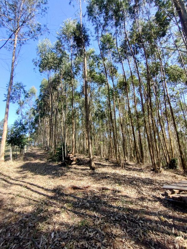 Sítio à venda na estrada dos Pinheiros,  Boa Vista  Igaratá - 