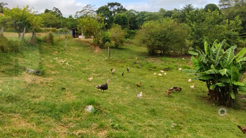 CHÁCARA À VENDA | 10.000 m² | ÁREA COM PISCINA, CHURRASQUEIRA E POMAR | FÁCIL ACESSO!  MUNHOZ - 