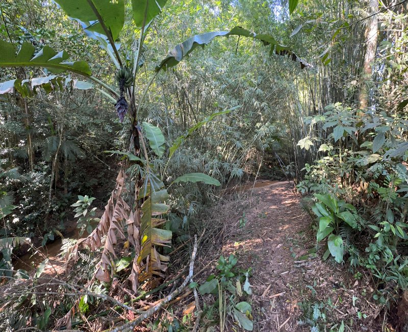 SÍTIO COM CACHOEIRA NO CEDRO ALTO  Brusque - 