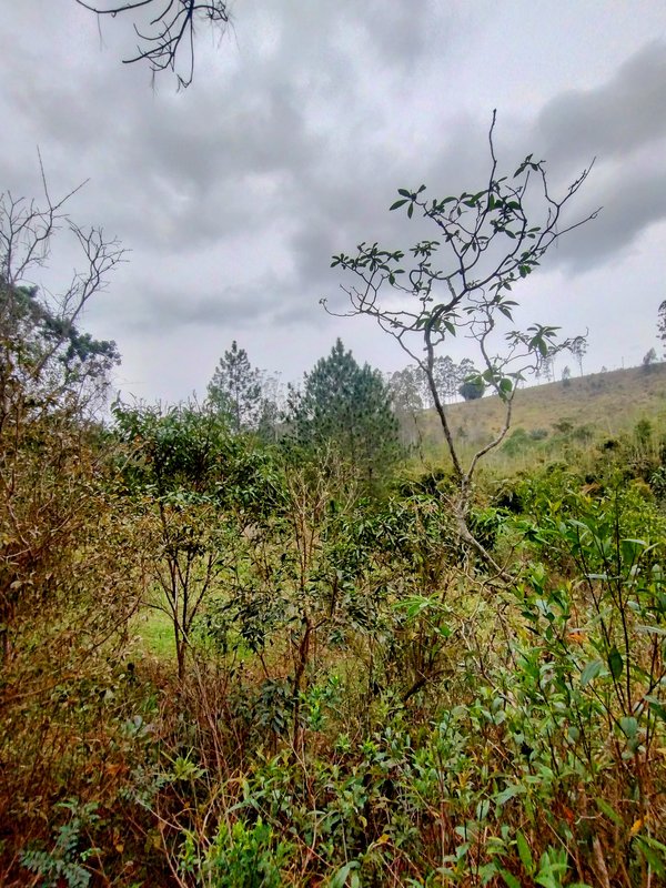 Sítio à venda na zona rural de Santa Isabel/Igaratá  Santa Isabel - 
