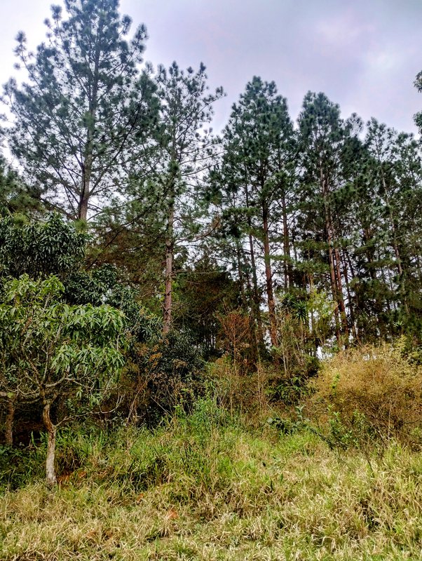 Sítio à venda na zona rural de Santa Isabel/Igaratá  Santa Isabel - 