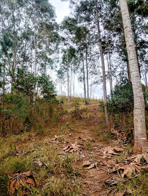 Sítio à venda na zona rural de Santa Isabel/Igaratá  Santa Isabel - 
