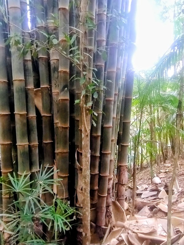 Chácara pé na água à venda no Parque Alpina  Igaratá - 