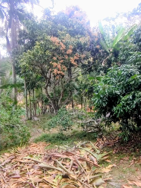 Chácara pé na água à venda no Parque Alpina  Igaratá - 