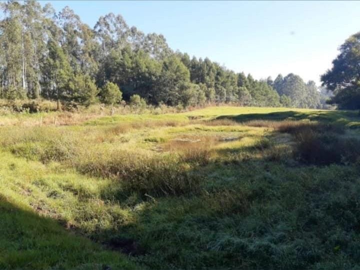 ✔️ Bel&iacute;ssima &aacute;rea de terras em Ivoti  Ivoti - 