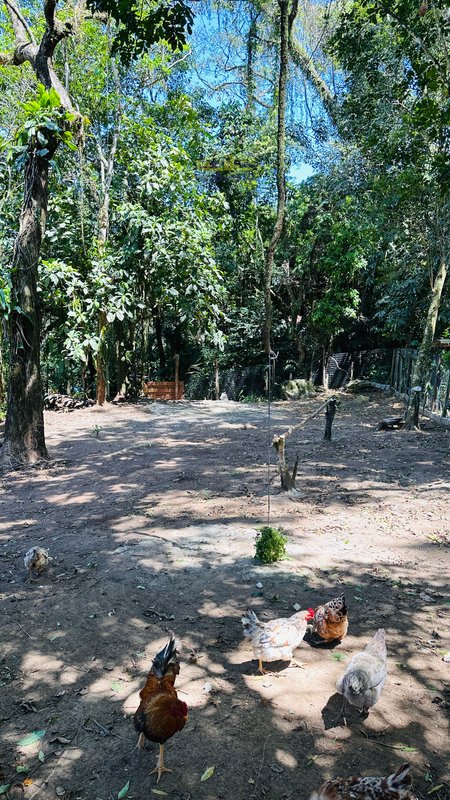 Terreno à Venda em Boiçucanga – Oportunidade Única! Rua Catarina Vicente São Sebastião - 