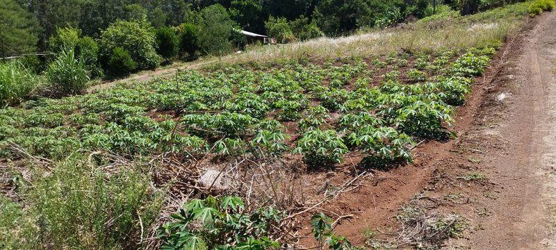 ✔️ Bel&iacute;ssimo S&iacute;tio em Linha Nova  LINHA NOVA - 