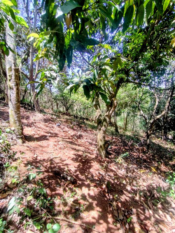 Terreno pé na água à venda no Portal de Igaratá  Igaratá - 