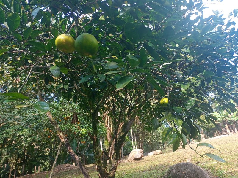Sitio em Nova Treno Sc Estrada Geral Ribeirão do Bilu Nova Tentro - 