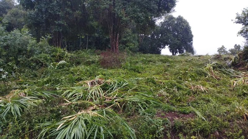 ✔️ Lindo terreno em S&atilde;o Jos&eacute; do Hort&ecirc;ncio  SAO JOSE DO HORTENCIO - 