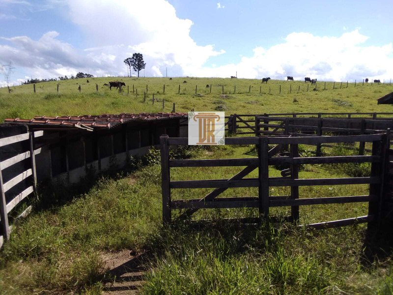 Sítio com 3 alqueires em Caçapava - SP  Caçapava - 