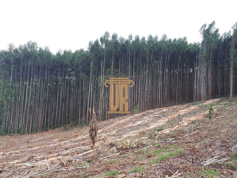 Sitio de 22 alqueires em Salesópolis - SP  Salesópolis - 