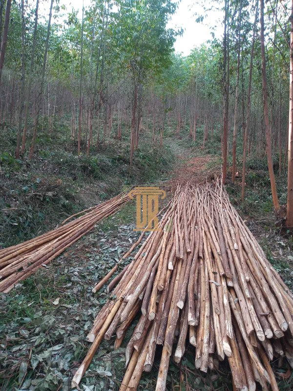 Sitio de 22 alqueires em Salesópolis - SP  Salesópolis - 