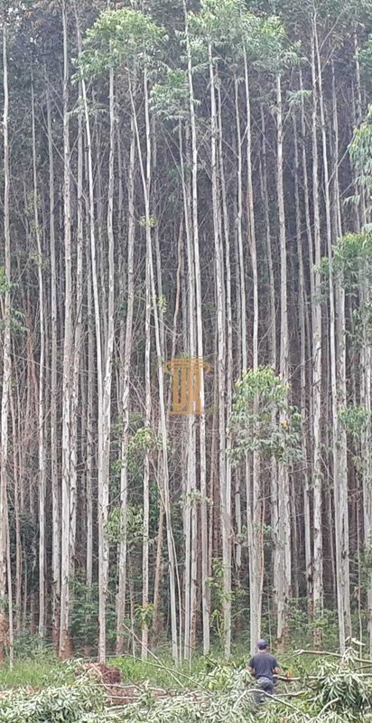 Sitio de 22 alqueires em Salesópolis - SP  Salesópolis - 