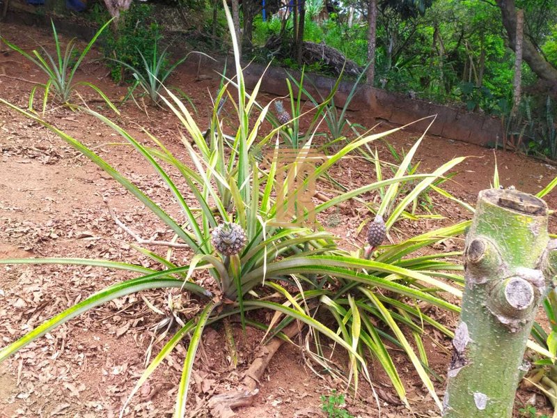 Chácara na zona norte de São José dos Campos- SP com 1.800m²  São José dos Campos - 