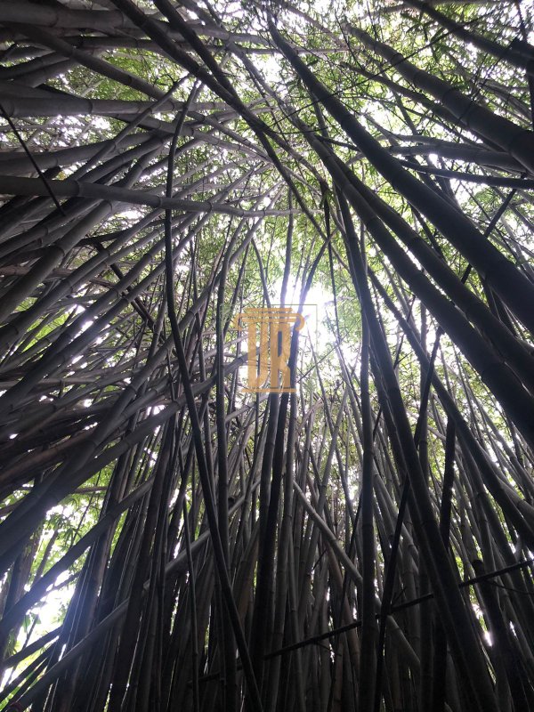 Chácara com 2.00m² em São Francisco Xavier - SP  São José dos Campos - 