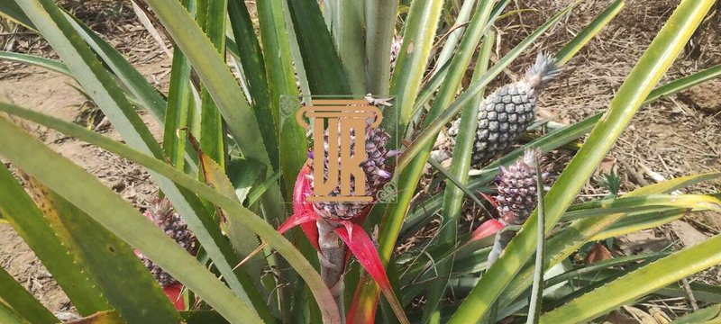 Chácara com 2.900m² na zona norte de São José dos Campos- SP Área Rural São José dos Campos - 