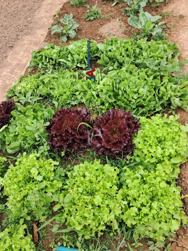 CHÁCARA 36.300m² – PIEDADE  Piedade - 