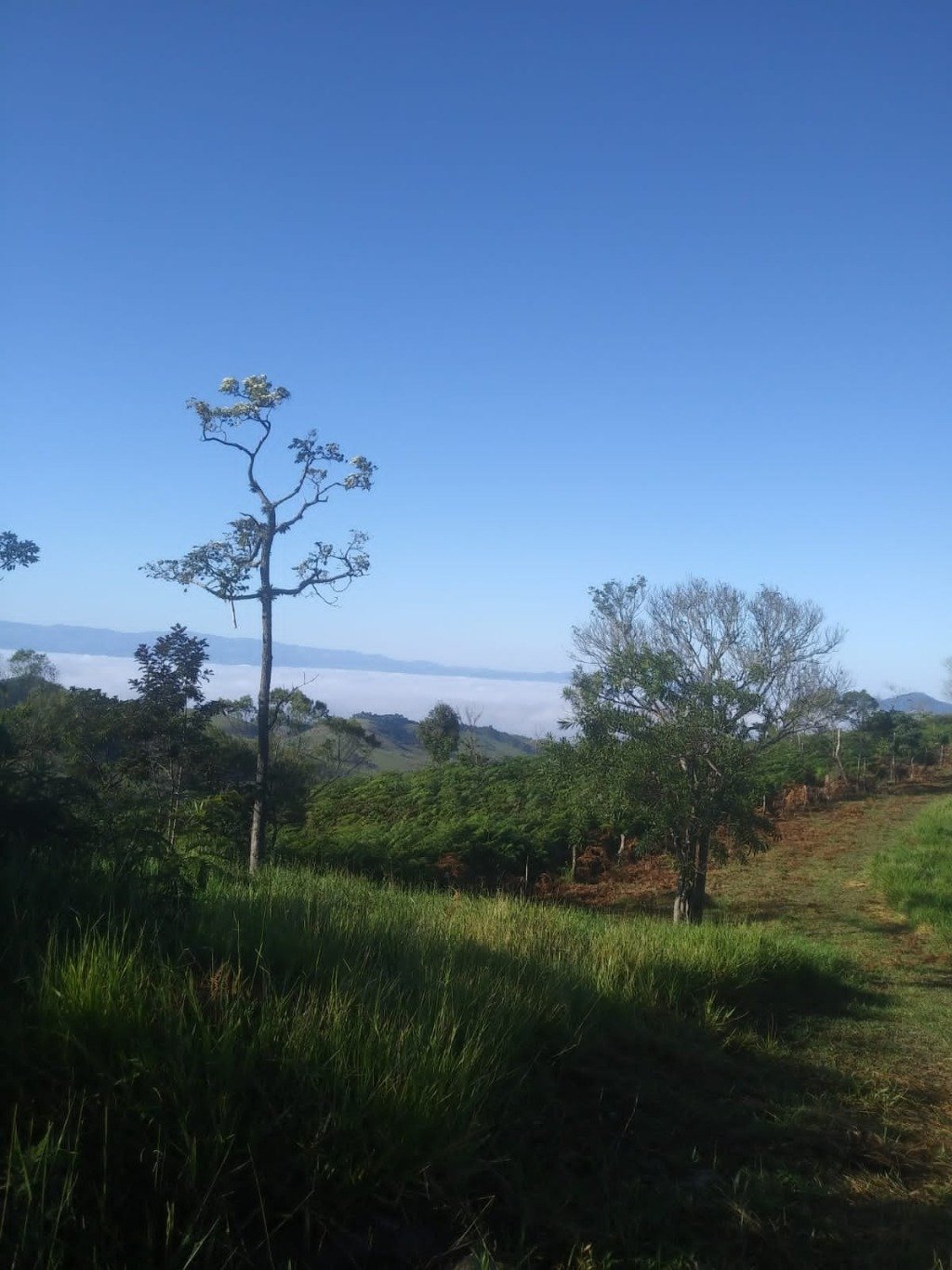 Sítio, 48 hectares - Foto 11