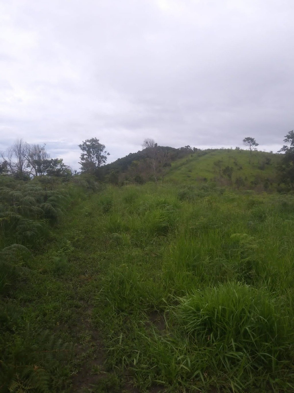 Sítio, 48 hectares - Foto 15