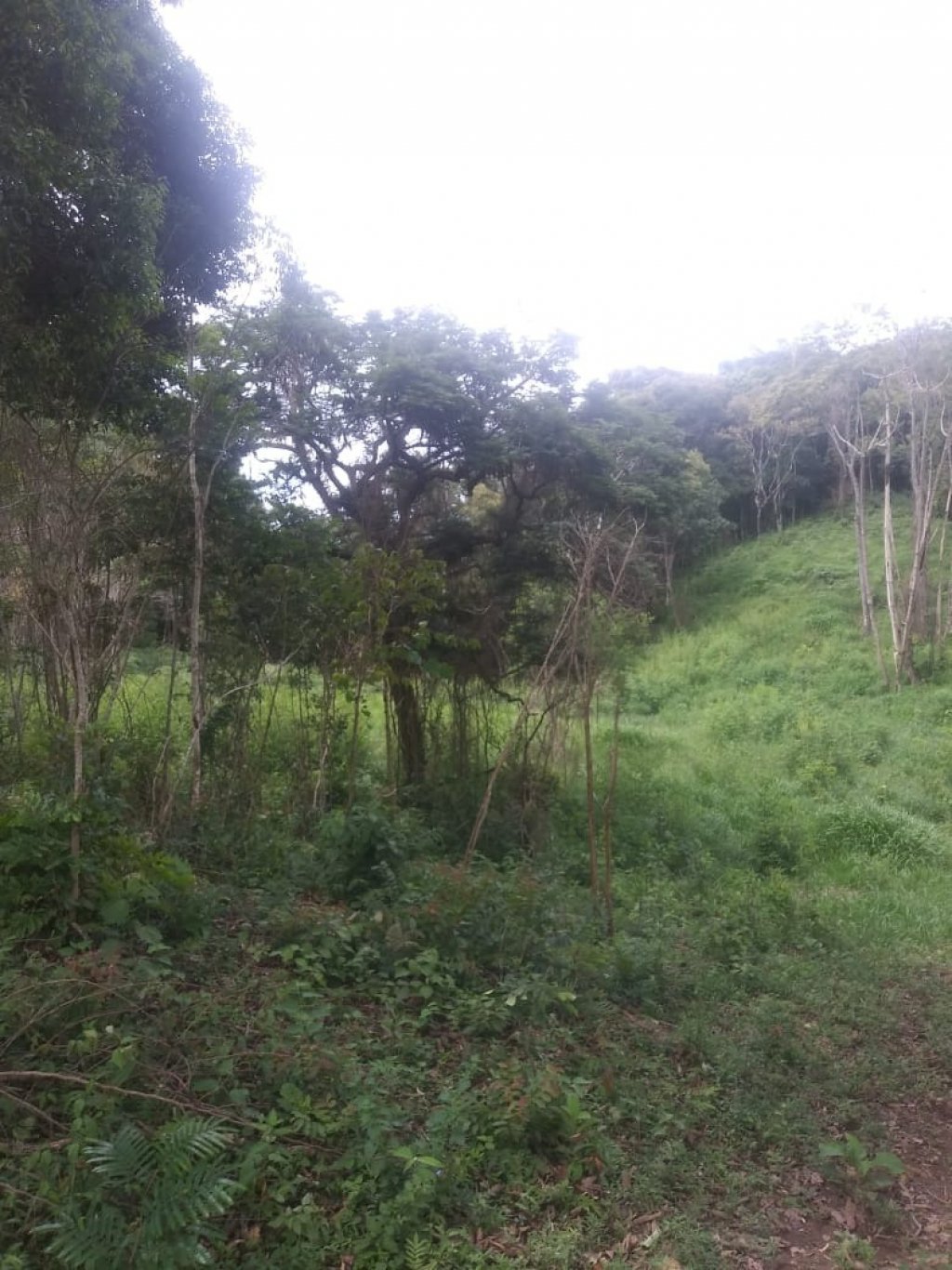 Sítio, 48 hectares - Foto 8