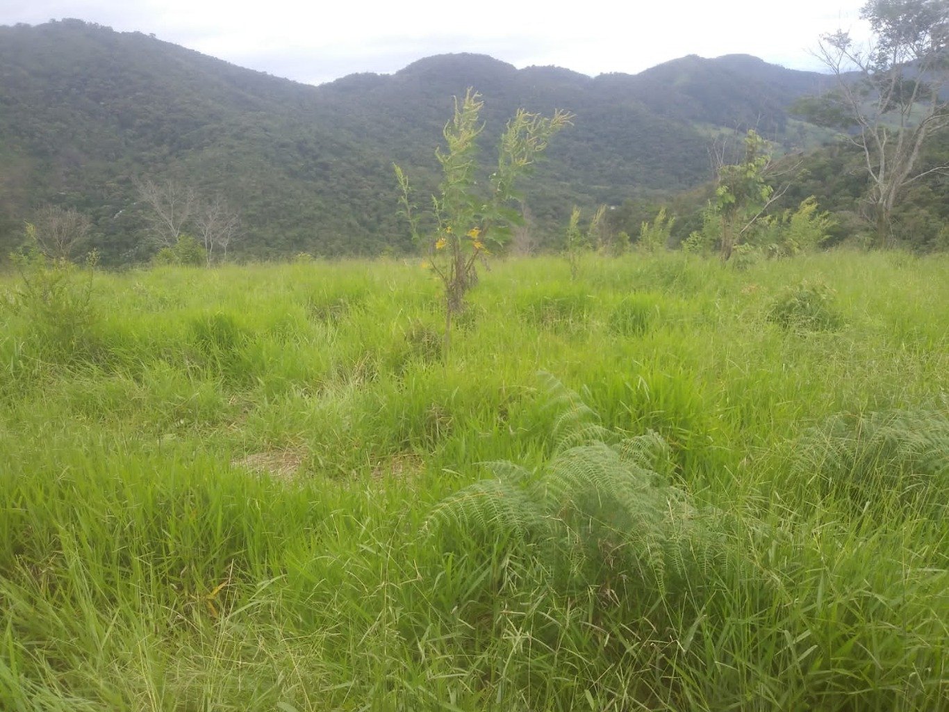 Sítio, 48 hectares - Foto 6