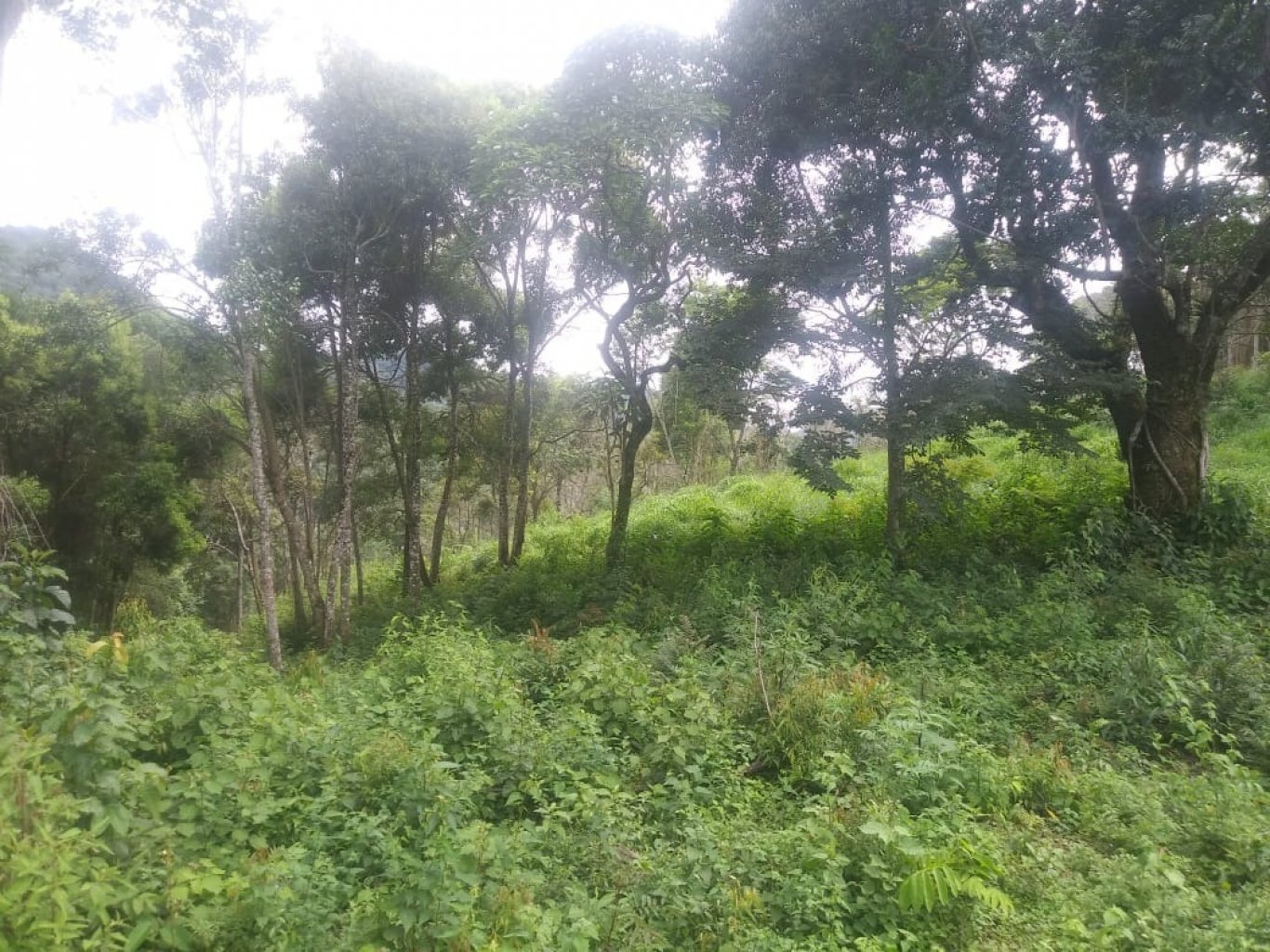 Sítio, 48 hectares - Foto 2