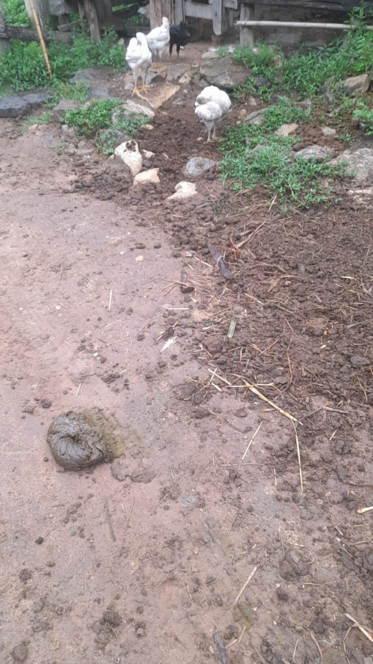 Sítio, 48 hectares - Foto 14