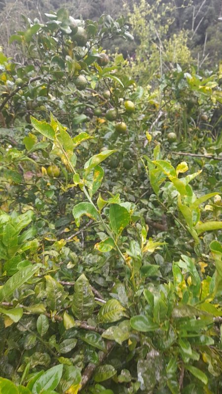 Chácara com 18 alqueires à venda em Guaratinguetá Rua Francisco Santos Reis Guaratinguetá - 