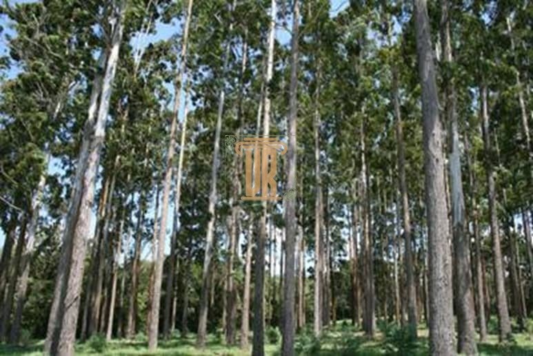 Fazenda de 1.800 alqueires no estado de Minas Gerais  Belo Horizonte - 