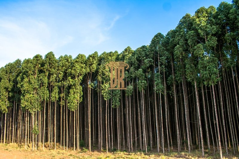 Fazenda de 1.800 alqueires no estado de Minas Gerais  Belo Horizonte - 