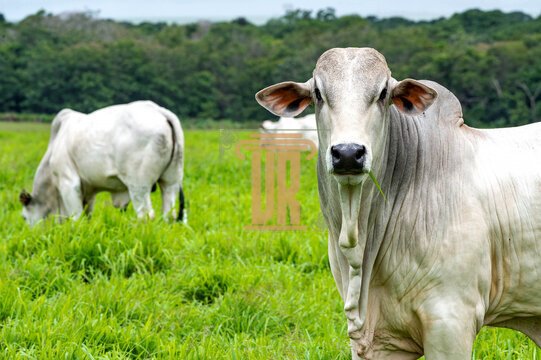 Fazenda de 2.200 hectares no Mato Grosso do Sul  São José dos Campos - 
