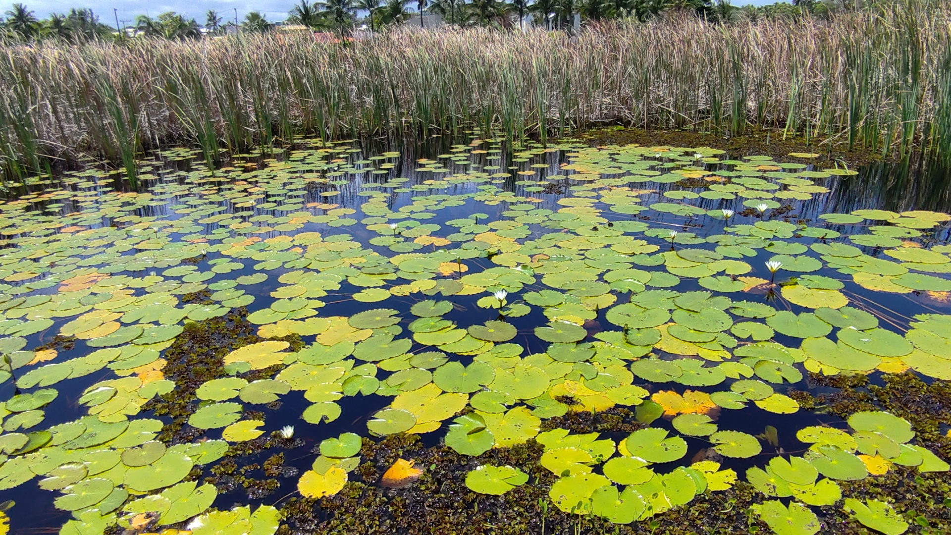 Casa/ 6quartos / Poucos metros da Praia - Lagoa Privativa Avenida Beira Mar Camaçari - 