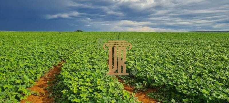 FAZENDA DE OPORTUNIDADE EM CRISTALINA GO  - - 