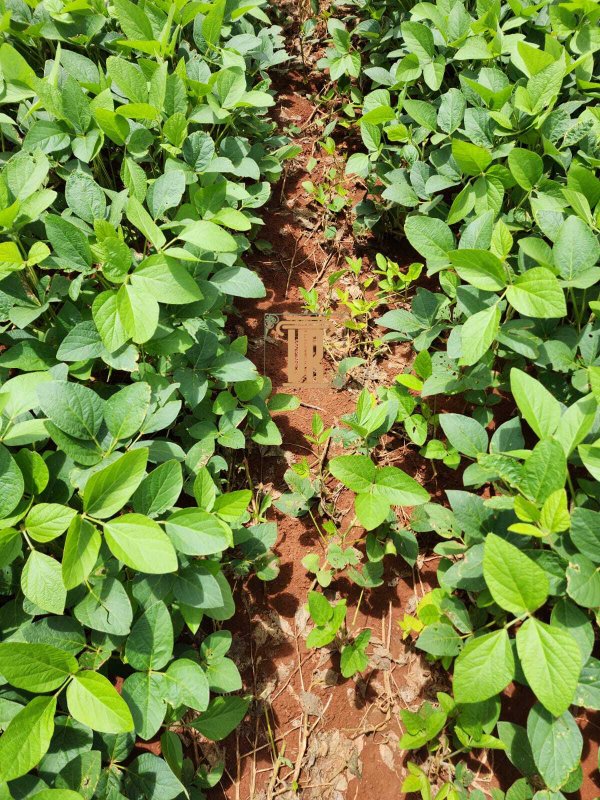 FAZENDA A VENDA EM ÁGUA BOA- MT com 3.620 HECTARES  AGUA BOA - 