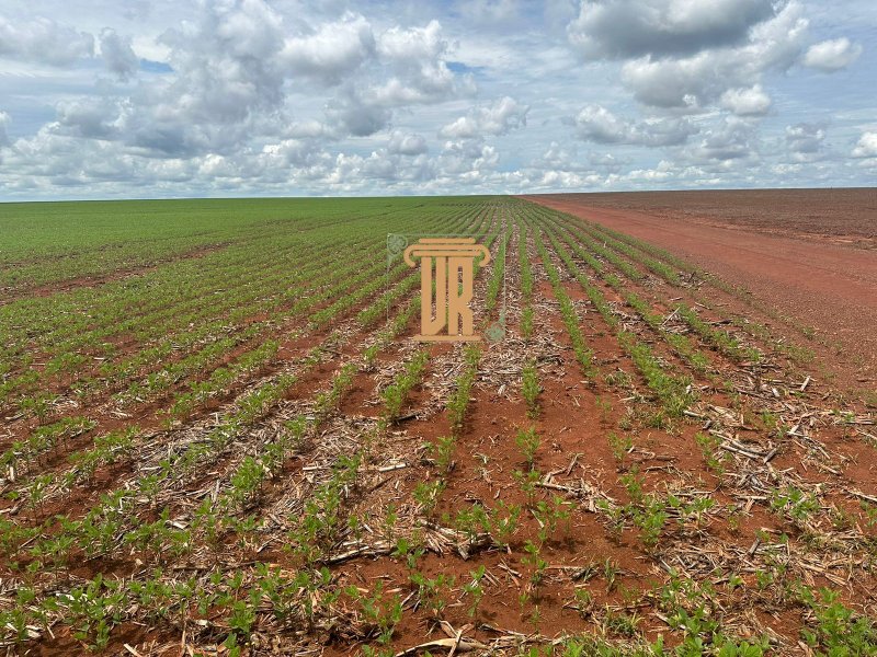 FAZENDA A VENDA EM ÁGUA BOA- MT com 3.620 HECTARES  AGUA BOA - 
