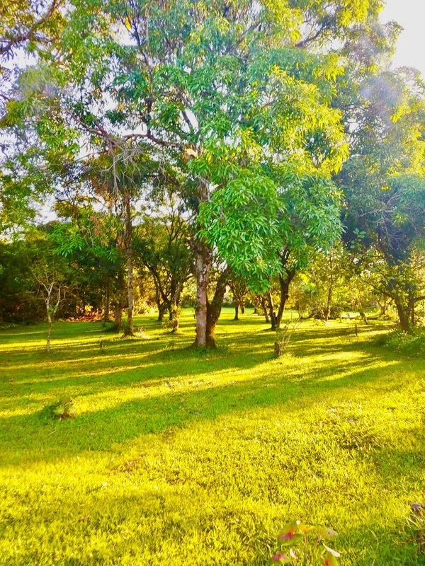 Sítio Completo em Guapimirim – Paz, Natureza e Segurança por Apenas R$ 250.000! Rua Alexandre Gusmão Guapimirim - 