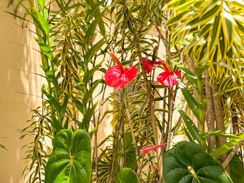 Casa ampla e aconchegante fora de Condom&iacute;nio em Juquehy - VENDA, LOCA&Ccedil;&Atilde;O DI&Aacute;RIA  São Sebastião - 