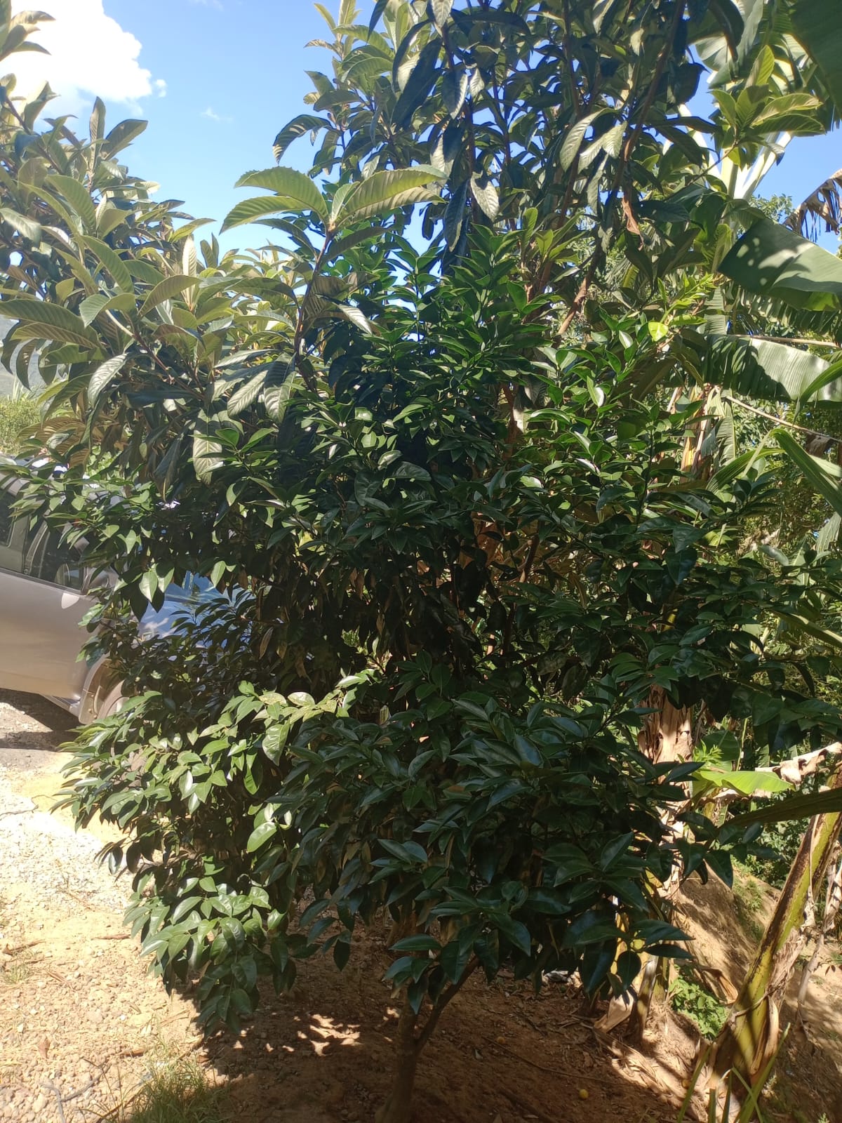 Sitio no bairro Oliveira em Tijucas Sc Rua cantos dos Mathias Tijucas - 