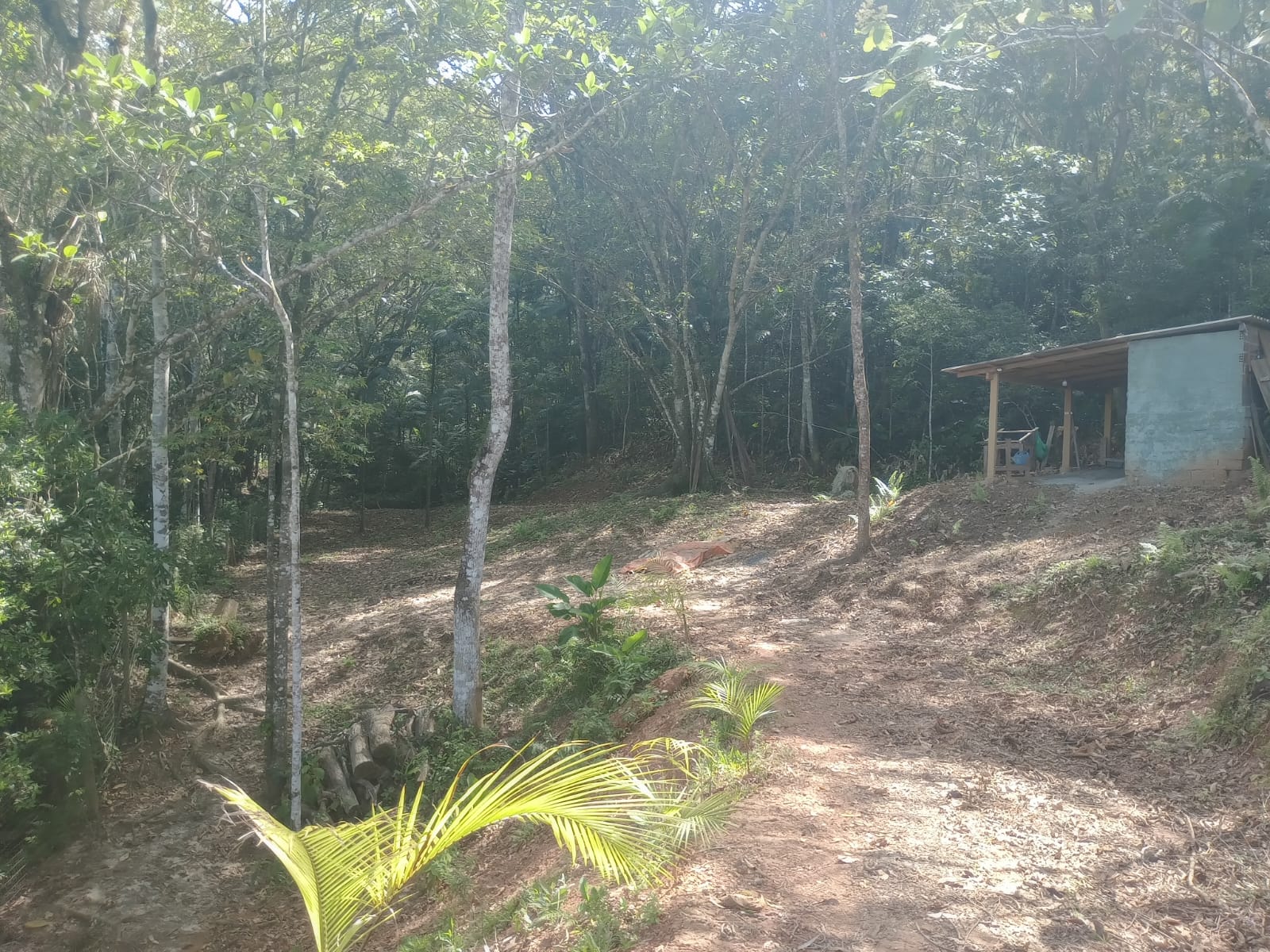 Sitio no bairro Oliveira em Tijucas Sc Rua cantos dos Mathias Tijucas - 