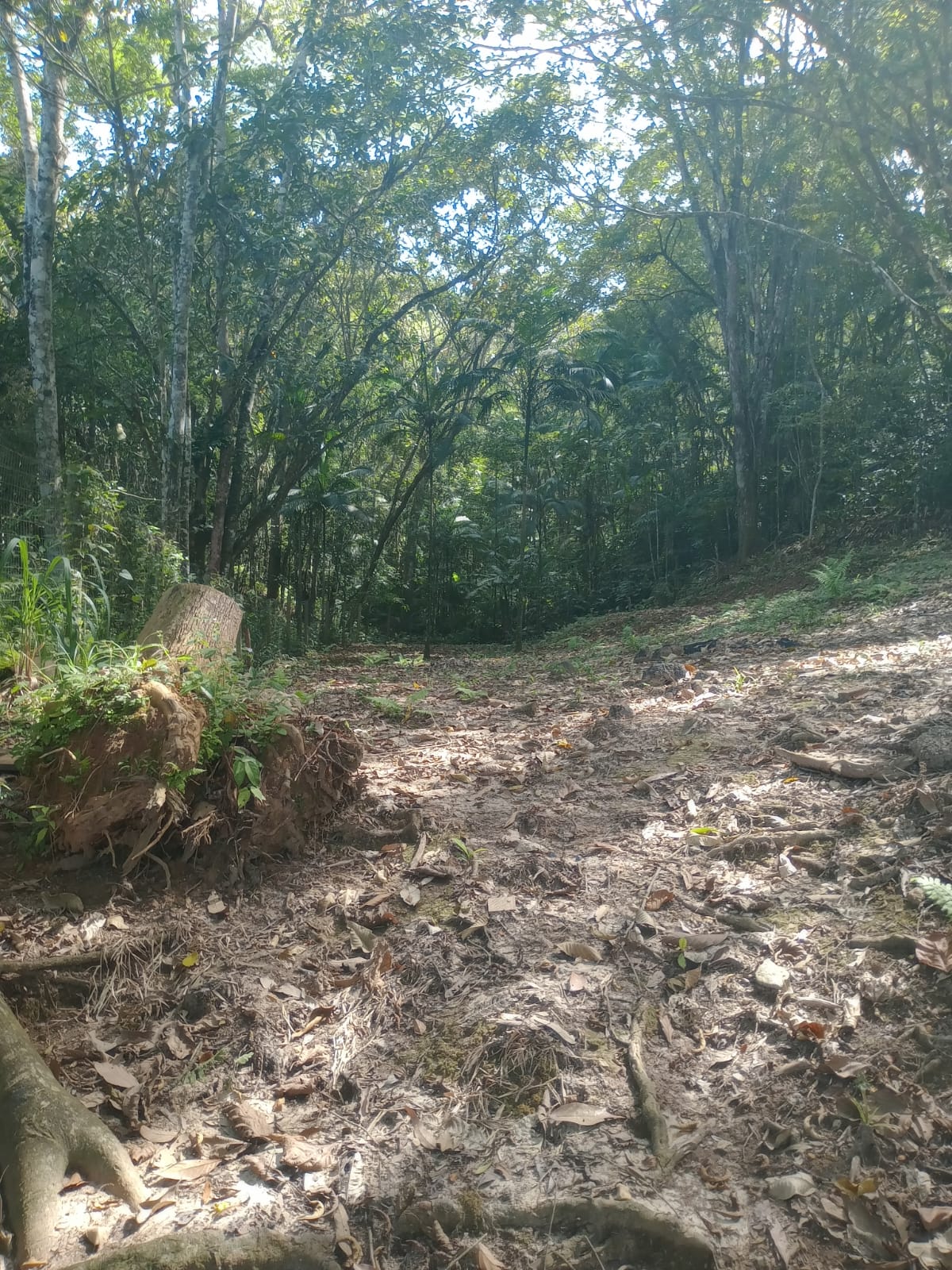 Sitio no bairro Oliveira em Tijucas Sc Rua cantos dos Mathias Tijucas - 