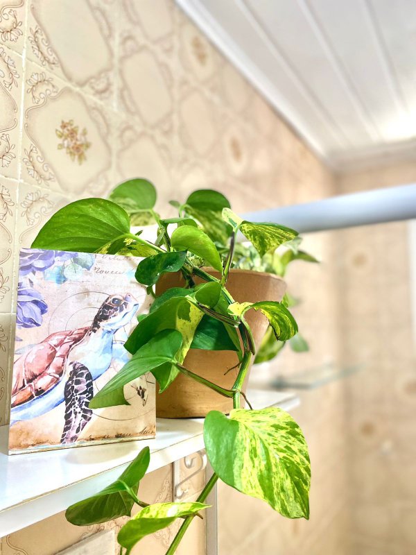 Oportunidade &Uacute;nica em Gerib&aacute; &ndash; Casa com 4 Unidades Independentes a 100m da Praia | Ideal Rua do Arvoredo Armação dos Búzios - 