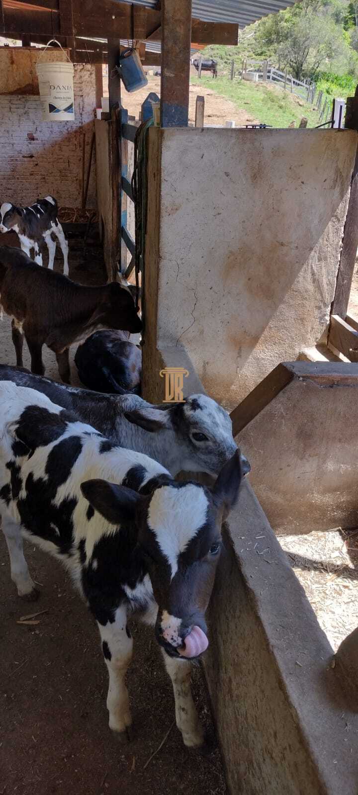 Para&iacute;so na Serra da Bocaina - 10 Alqueires em Silveiras - SP  SILVEIRAS - 