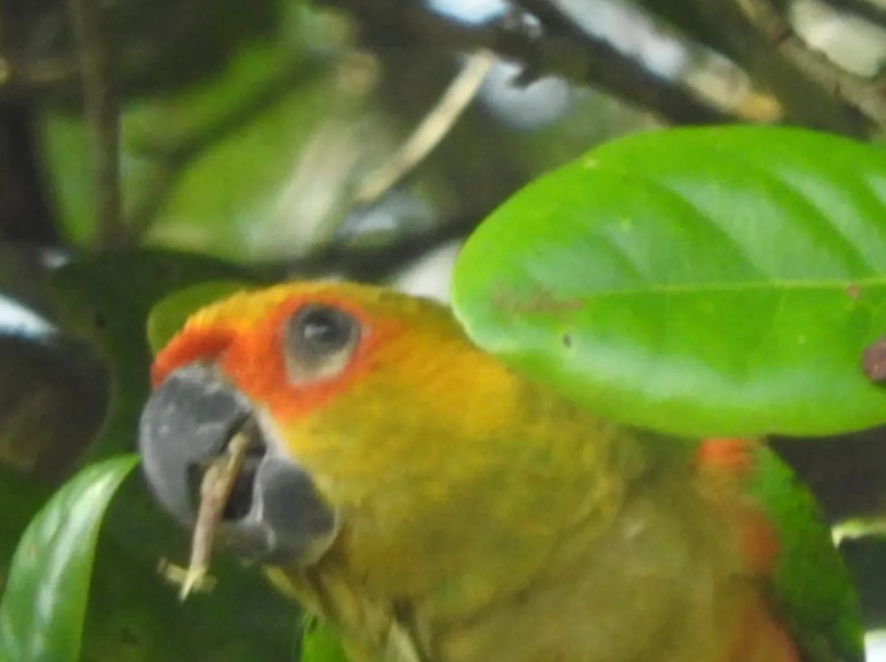 Ch&aacute;cara Exclusiva na Reserva Sapiranga &ndash; Quintas do Castelo | Lagoa Aru&aacute; Reserva Sapiranga MATA DE SÃO JOÃO - 