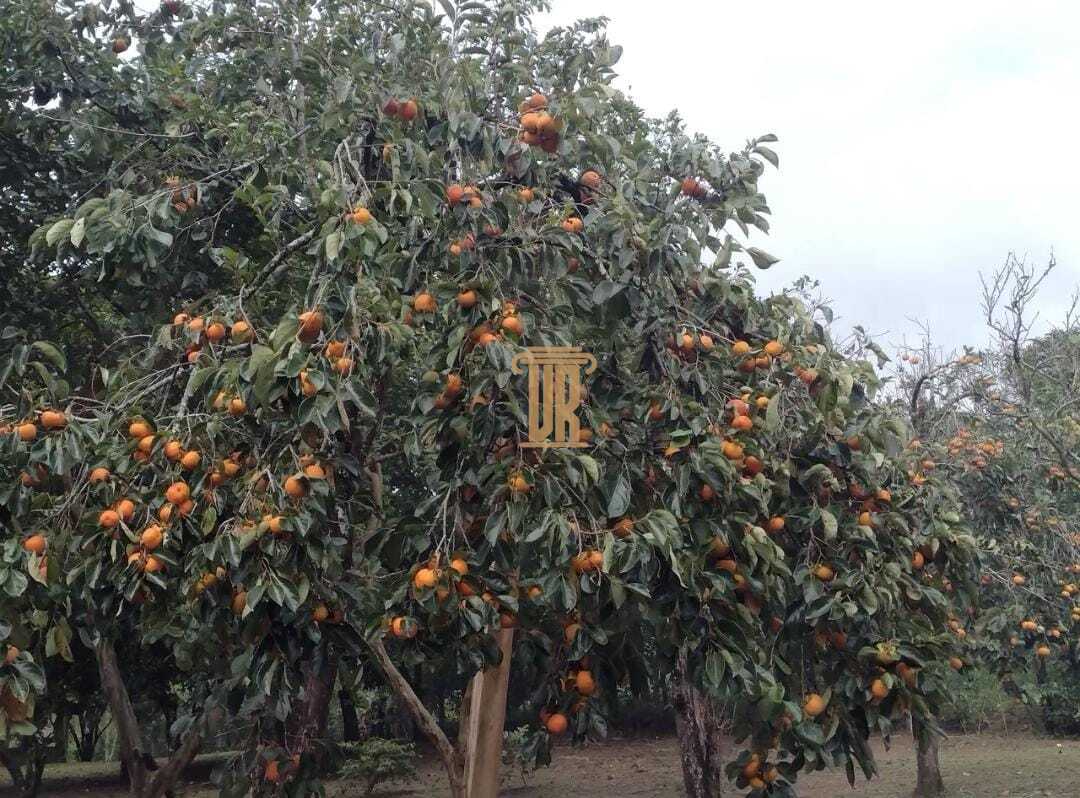 Ch&aacute;cara maravilhosa em Paraibuna - SP com 6.120m&sup2;  Paraibuna - 