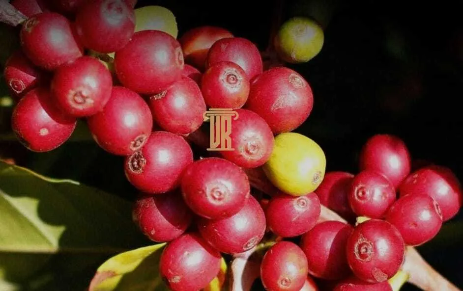 FAZENDA DE CAF&Eacute; COM TORREFA&Ccedil;&Atilde;O &Agrave; VENDA &ndash; PORTEIRA FECHADA &ndash; SUL DE MINAS/MG  São Lourenço - 